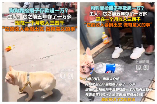 比主人還會賺?狗狗靠撿瓶子賺翻成網紅 存款突破5萬台幣