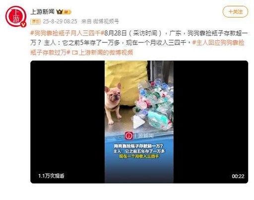 比主人還會賺?狗狗靠撿瓶子賺翻成網紅 存款突破5萬台幣