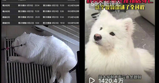寄養6天僅餵水3次「薩摩耶慘死」 飼主討公道被回:不就是死條狗