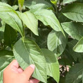 吃1片就暈眩！3婦吃「南非葉」突中毒 農民：長得像曼陀羅超危險
