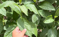 吃1片就暈眩!3婦吃「南非葉」突中毒 農民:長得像曼陀羅超危險