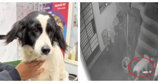 無聲英雄犬！炸彈飛進院子「牠衝上去咬熄引信」 救了全家卻終身失聲
