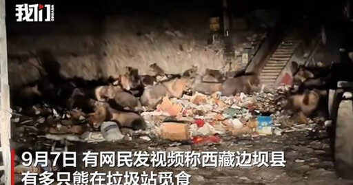 像在拍《熊出沒》!30隻熊現身西藏垃圾場 狂搶食畫面曝光