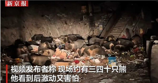 像在拍《熊出沒》!30隻熊現身西藏垃圾場 狂搶食畫面曝光