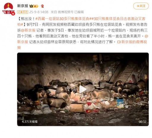 像在拍《熊出沒》!30隻熊現身西藏垃圾場 狂搶食畫面曝光