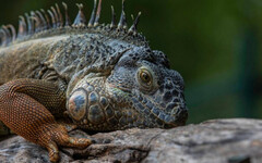 民間獵人加入後成效大增！屏東「獵龍行動」8個月逮7.4萬綠鬣蜥 發出禮卷581萬元