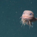 深海驚見「粉紅藍眼」超呆萌小魚！科學家揭真面目 竟是全新物種