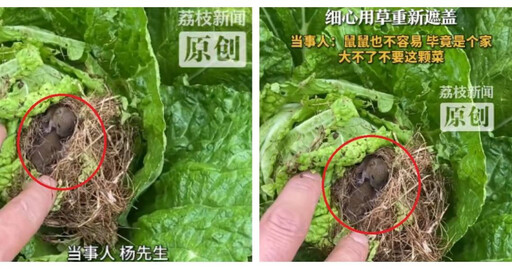 世界上最安全的一顆白菜？農夫發現菜心內住著鼠寶寶 暖心決定：就留給牠們當家
