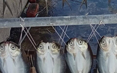 「百隻貓頭鷹」暗夜瞪眼排排站！他被盯到心發寒喊救命 村長揭真相笑爛