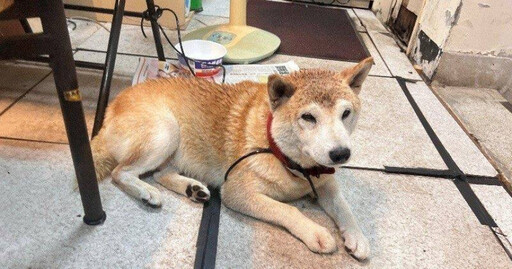 雷陣雨頻繁！狗狗被嚇到逃竄走失 動保處示警飼主：恐開罰3千
