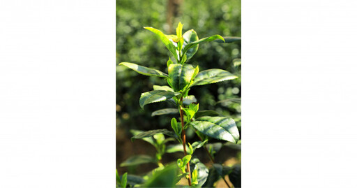茶人茶事／幕府大將軍御用茶500年傳承 日本京都宇治茶上林三入傳奇