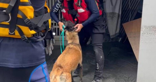 搜救犬穿梭災區「為何不穿裝備？」 搜救犬隊曝慘案：為了安全