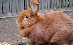 野兔闖農場啃藍莓!日本農民不驅趕反而「感謝牠們」 驚人真相曝光