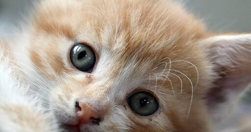 一隻貓惹出4萬罰金？橘貓行蹤惹禍 法院裁罰飼主：根本沒證據是我家的