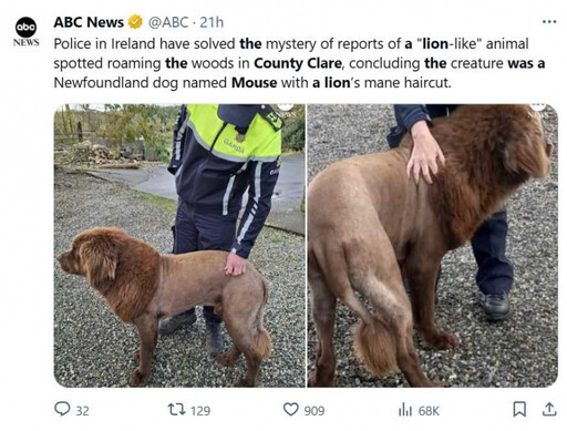 超像獅子！森林驚見神秘生物 真面目竟是「Mouse」