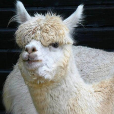 寵物送洗變送命！員工偷懶沒吹乾毛髮 羊駝凍一夜失溫冷死