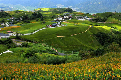 茶人茶事/茶香與金針花在東台灣小瑞士共舞