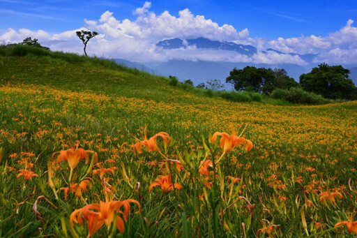 茶人茶事/茶香與金針花在東台灣小瑞士共舞