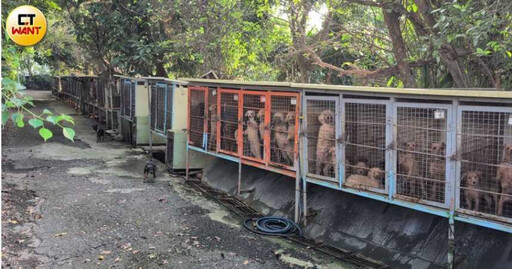 苗栗「人人犬舍」2百多隻毛孩被剪聲帶 懲處名單出爐！動防所長遭拔官