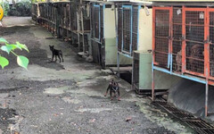 苗栗「人人犬舍」2百多隻毛孩被剪聲帶 懲處名單出爐！動防所長遭拔官