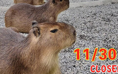 宜蘭「鹿爺爺農場」宣布12月熄燈！ 遊客淚：每年都去3次