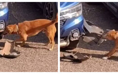 黃狗咬爛車保險桿竟成英雄？原來是失蹤愛犬 網友直呼「痛快」