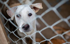 上帝創造狗是給人吃的！雅加達防疫禁令「禁售狗貓肉」 違者恐吊照引發民怨