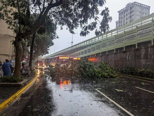 快訊/午後暴雨災情！北市建國南路樹倒擋路 公車、汽車塞住了