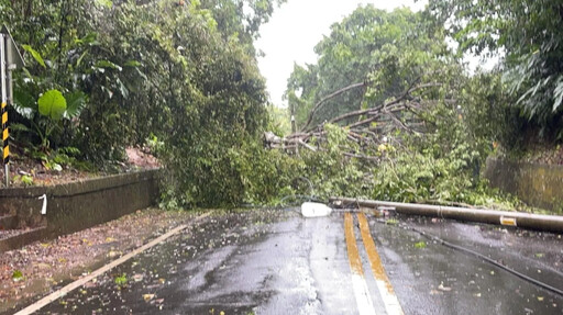 凱米風力越來越大！新店金龍路「路樹倒塌」 交通被阻斷
