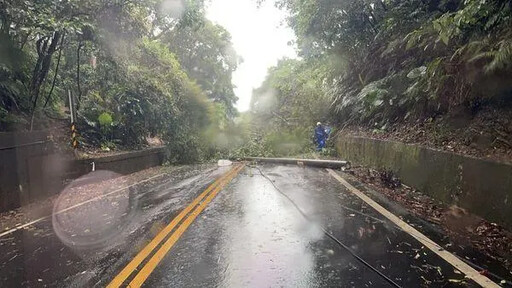 凱米風力越來越大！新店金龍路「路樹倒塌」 交通被阻斷