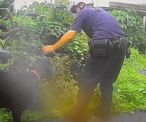 影/寵物蹺家！頑皮黑羊誤闖民宅覓食 警民挨家挨戶找飼主助團圓