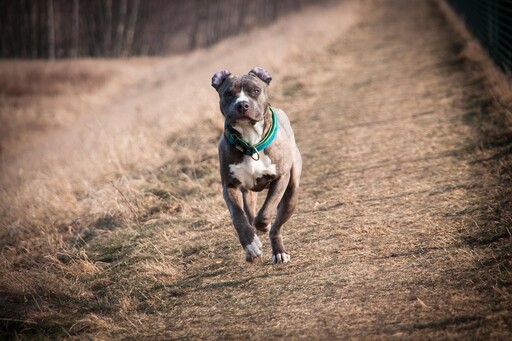 被比特犬咬如何自保？專家籲「勿毆打」：會讓牠更興奮