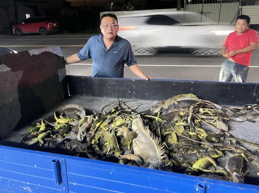 怕爆！屏東萬丹綠鬣蜥氾濫成災 「獵龍小組」一晚抓百隻