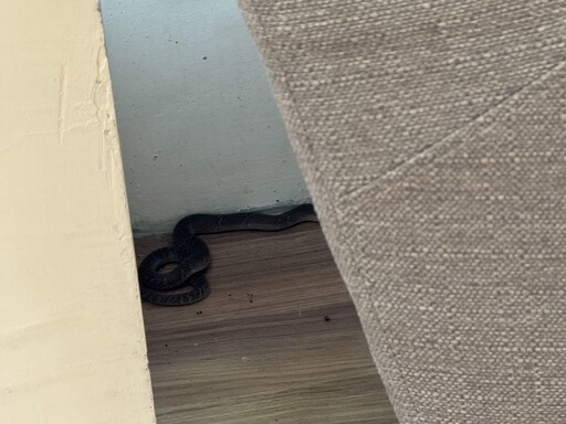 台中龍井圖書館驚見「30cm眼鏡蛇」 女看書遭咬傷腳