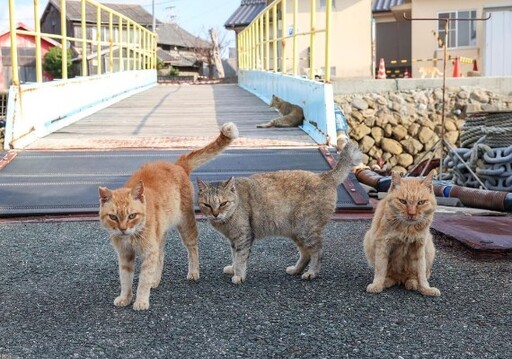 貓奴必去！日本十大人氣貓島 感受貓咪與湛藍海景的歲月靜好