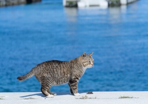 貓奴必去！日本十大人氣貓島 感受貓咪與湛藍海景的歲月靜好