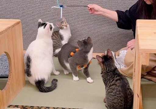 貓奴不能錯過！台北十大療癒貓咪咖啡廳