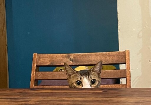 貓奴不能錯過！台北十大療癒貓咪咖啡廳