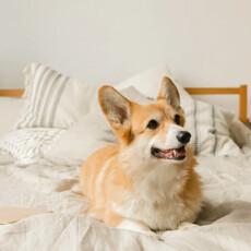 毛孩掉毛、異味難除怎麼辦？十大養寵物常見困擾 專家教你怎麼解