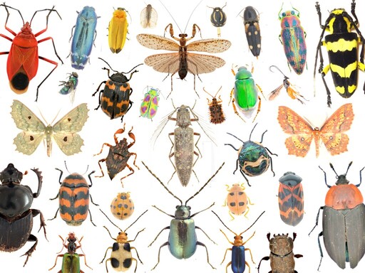 生態崩潰前兆 研究：昆蟲數量驟減 蝴蝶和蛾類最嚴重