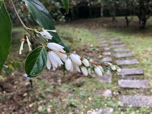 「花時間」紀錄原生植物型態 原來藏著替台灣「保種」深意