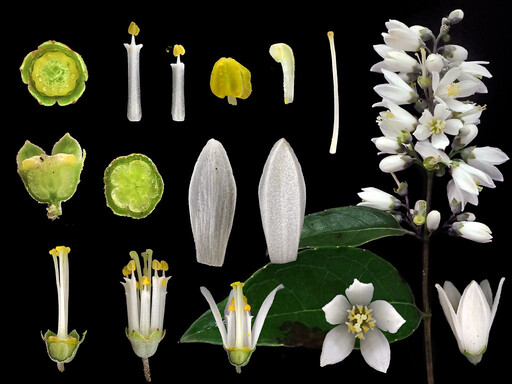 「花時間」紀錄原生植物型態 原來藏著替台灣「保種」深意