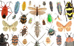 生態崩潰前兆 研究：昆蟲數量驟減 蝴蝶和蛾類最嚴重