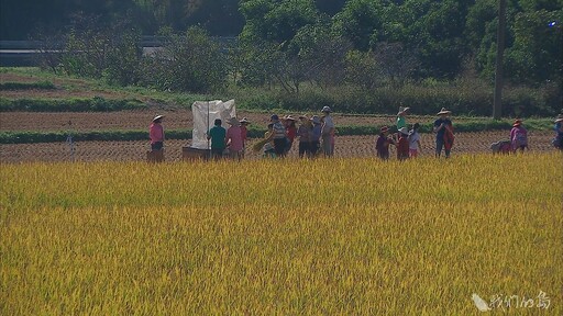 石虎之光 棲地消失是當前最大危機