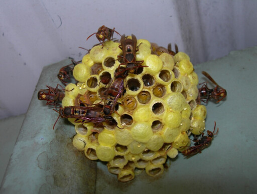 蜂情萬種——蜂類大不同，原來蜜蜂不是唯一