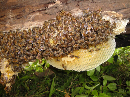 蜂情萬種——蜂類大不同，原來蜜蜂不是唯一