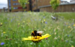 為蜜蜂留一塊長滿雜草的角落吧！ 研究：都市綠地是授粉者的避難所