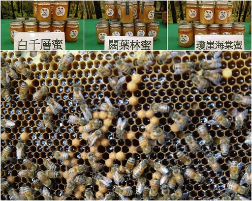 森林「天然蜜」健康無藥營養高 台灣林下養蜂經濟潛力看好