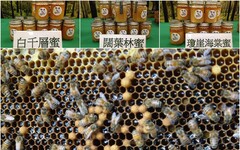 森林「天然蜜」健康無藥營養高 台灣林下養蜂經濟潛力看好