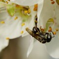 悉心呵護原生授粉昆蟲 與無螫蜂為伍的繁蜂達人伍憲章